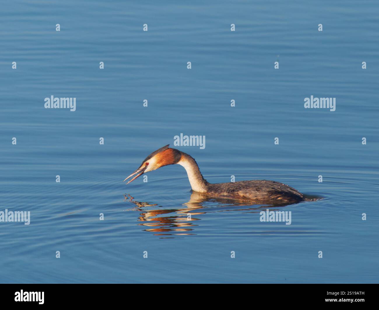 Super Crested Grebe Tauchen zum Essen Podiceps cristatus Essex, UK BI041201 Stockfoto
