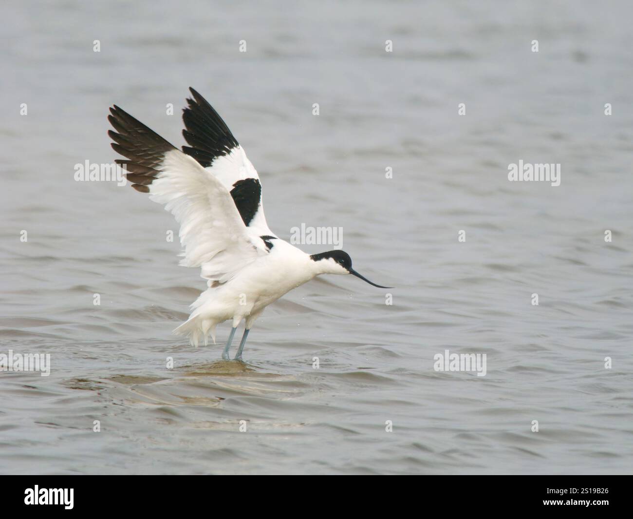 Avocet flatternde Flügel nach dem Waschen Recurvirostra avosetta Minsmere, Suffolk, UK BI041294 Stockfoto