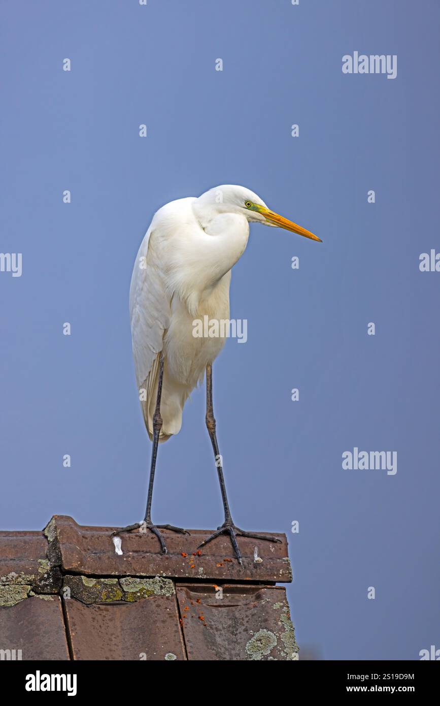 Ein weißer Reiher, der auf einem Dach steht, mit blauem Himmel im Tageslicht Stockfoto