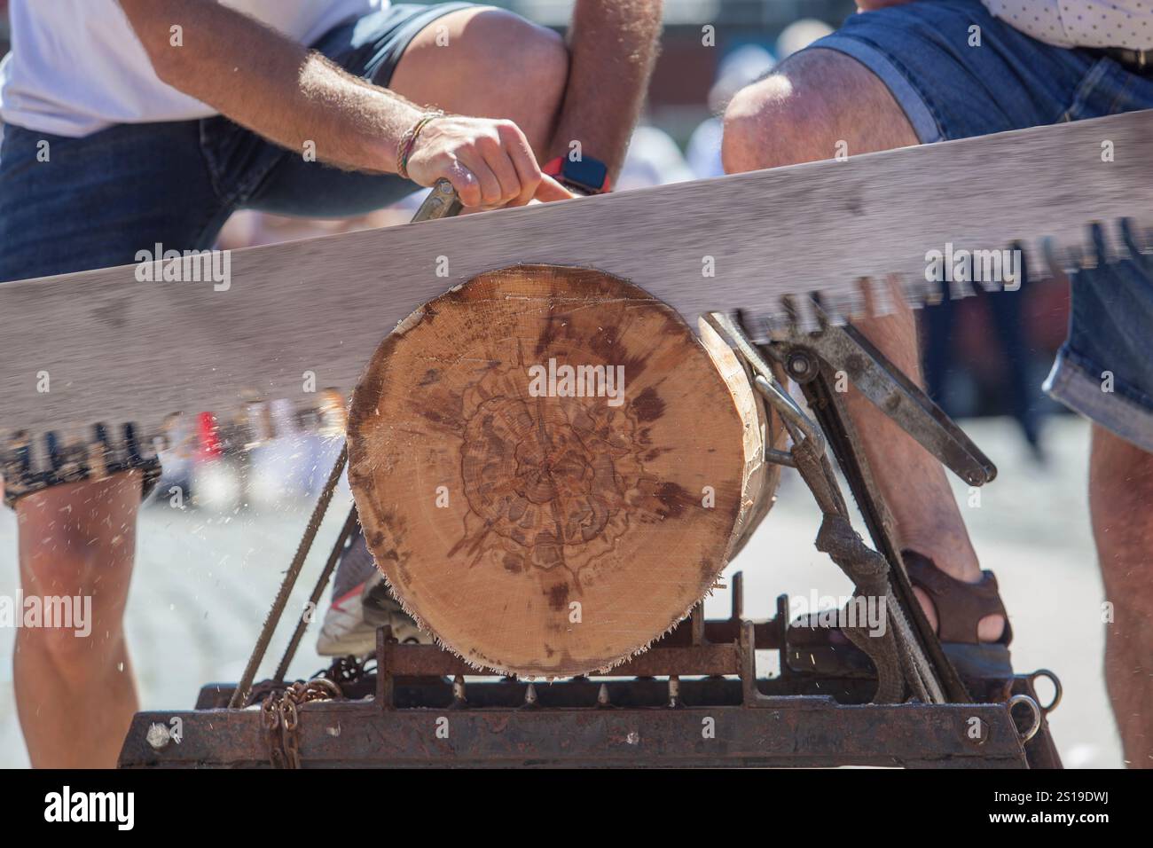 Sägen oder trontza, traditioneller navarra- und baskenlandsport. Die Teilnehmer zerschnitten den Stamm in Ringe, die einige Zentimeter dick sind Stockfoto