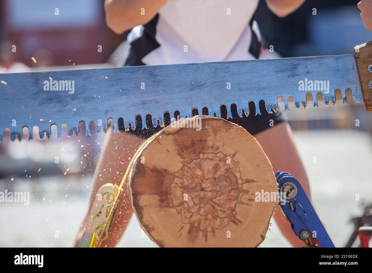 Sägen oder trontza, traditioneller navarra- und baskenlandsport. Die Teilnehmer zerschnitten den Stamm in Ringe, die einige Zentimeter dick sind Stockfoto