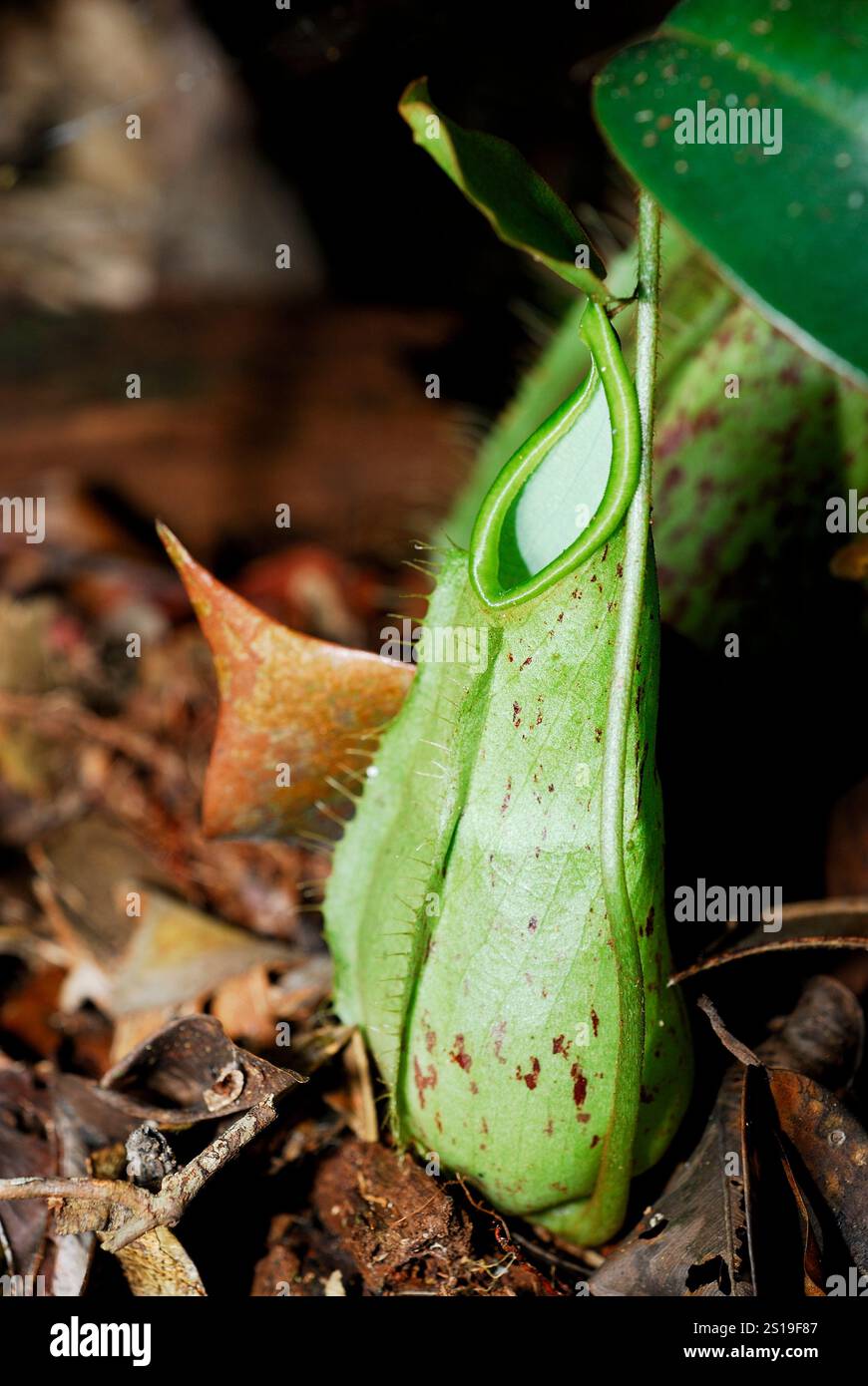 Tropische Kannenpflanze (Nepenthes sp.) In Kubah, Sarawak, Borneo, Malaysia Stockfoto