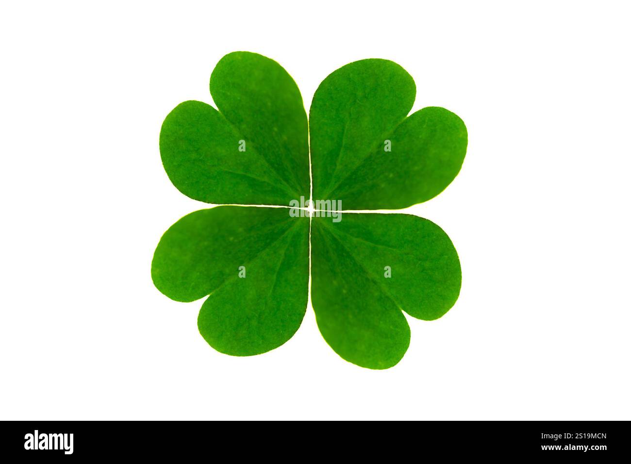 Vierblättriges Glücksklee isoliert auf einfachem Hintergrund Stockfoto