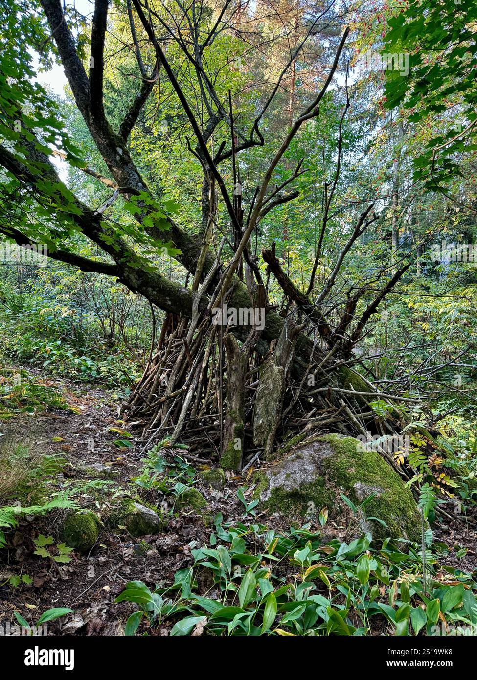 Moosbedeckte Felsen und Stäbe bilden einen natürlichen Unterschlupf in einem finnischen Wald, umgeben von Herbstgrün und Ruhe - Smartphone-aufgenommenes Stockfoto