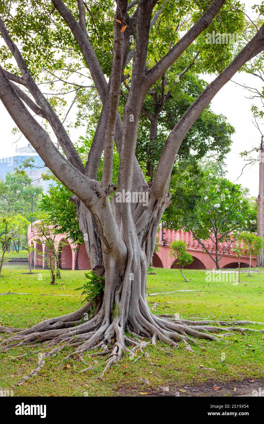 Ein tropischer Baum mit dicken Wurzeln auf dem Boden. Chatuchak Park, Bangkok. Stockfoto