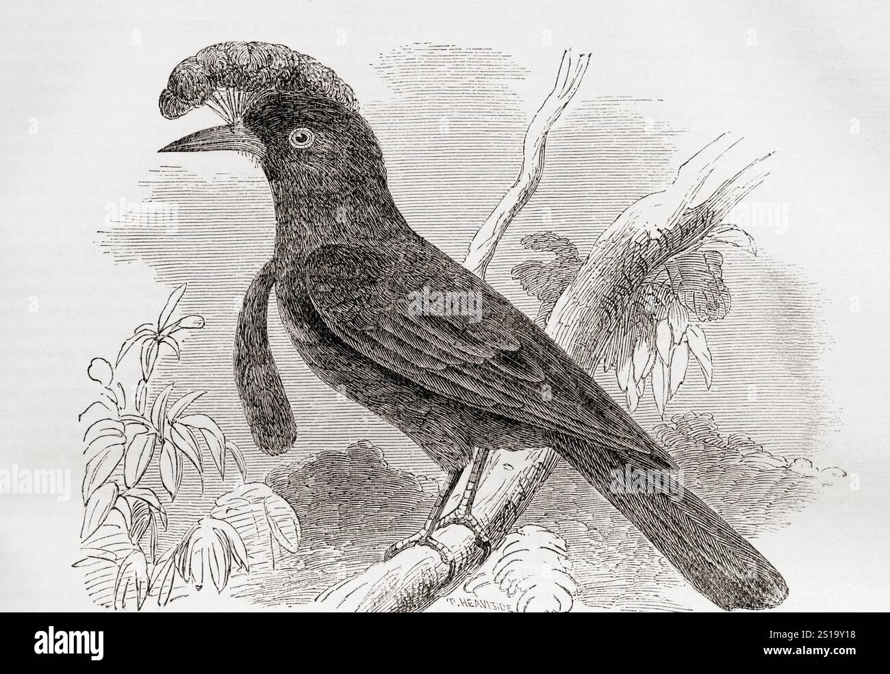 Der Amazonas-Regenschirmvogel (Cephalopterus ornatus). Aus der National Encyclopaedia: A Dictionary of Universal Knowledge, veröffentlicht um 1890 Stockfoto