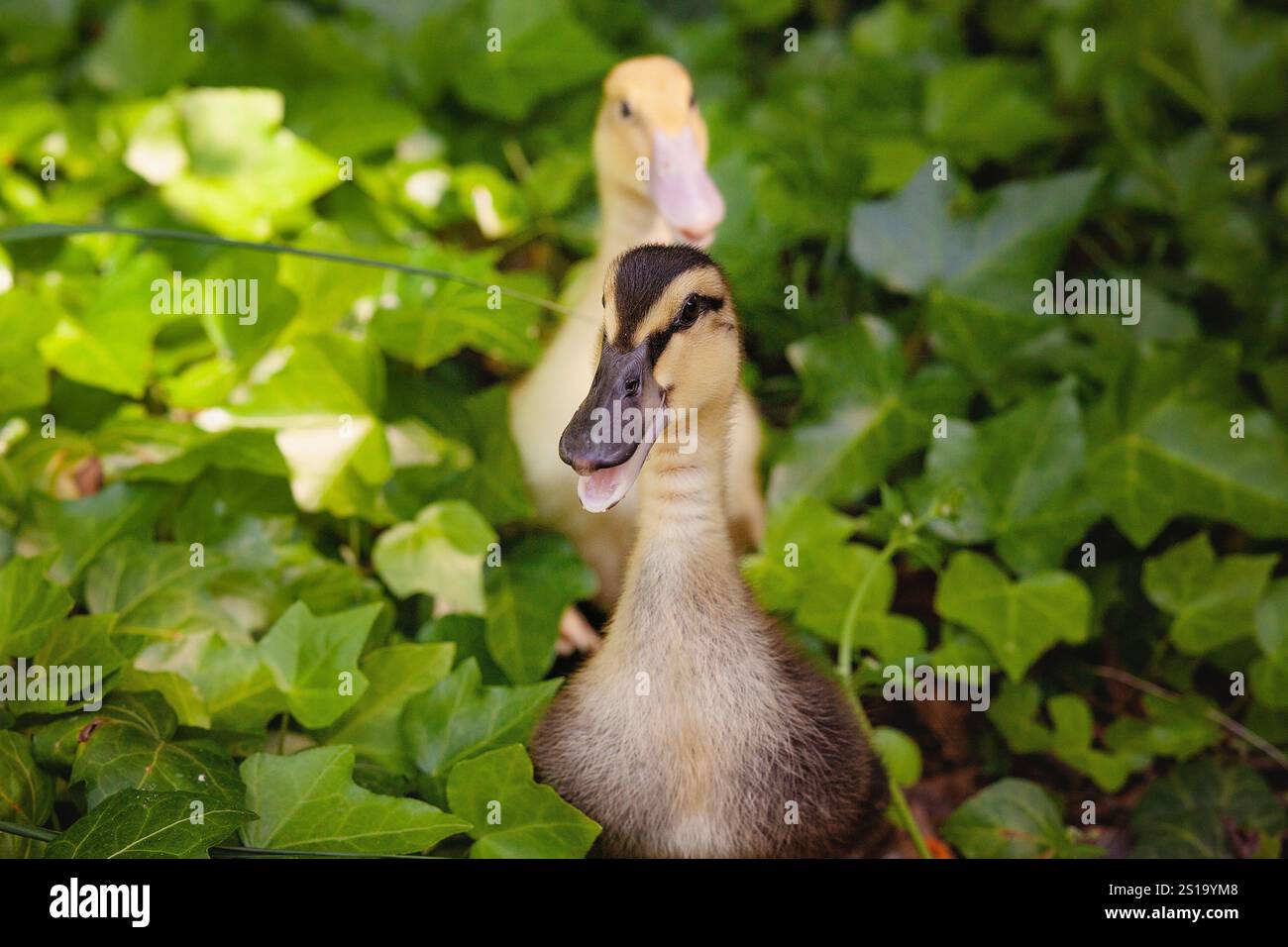 2 Enten in den Büschen Stockfoto