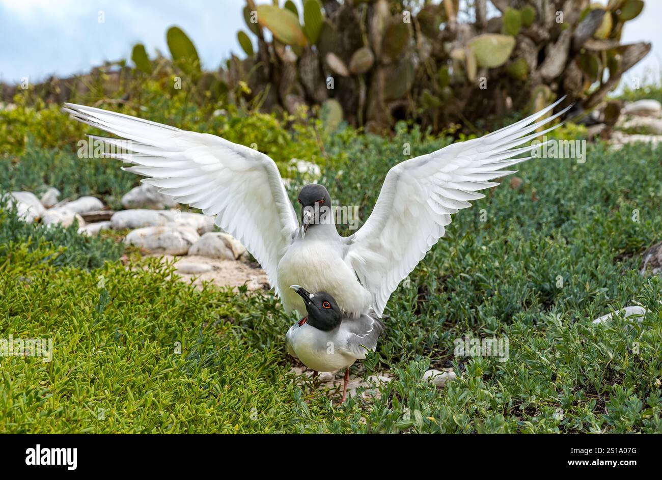 Ein Paar Schwalbenschwanzmöwen paart sich auf Genovesa Island, Galapagos Islands Stockfoto