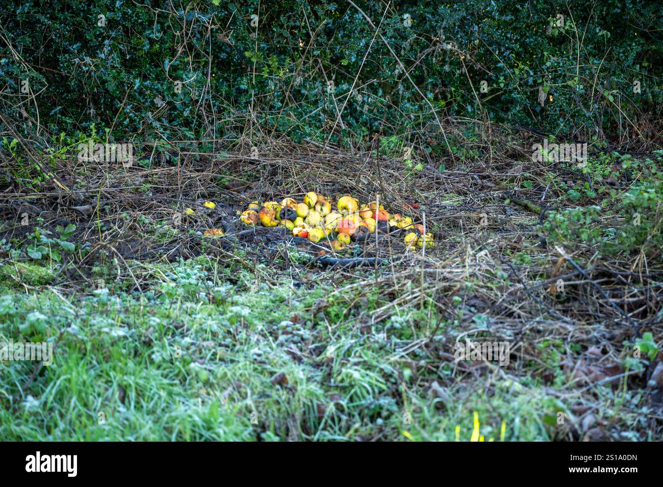 Ein Haufen alter Äpfel, die gesammelt und am Rande eines Feldes gelassen wurden, damit die Tiere während der Wintermonate essen können. Stockfoto