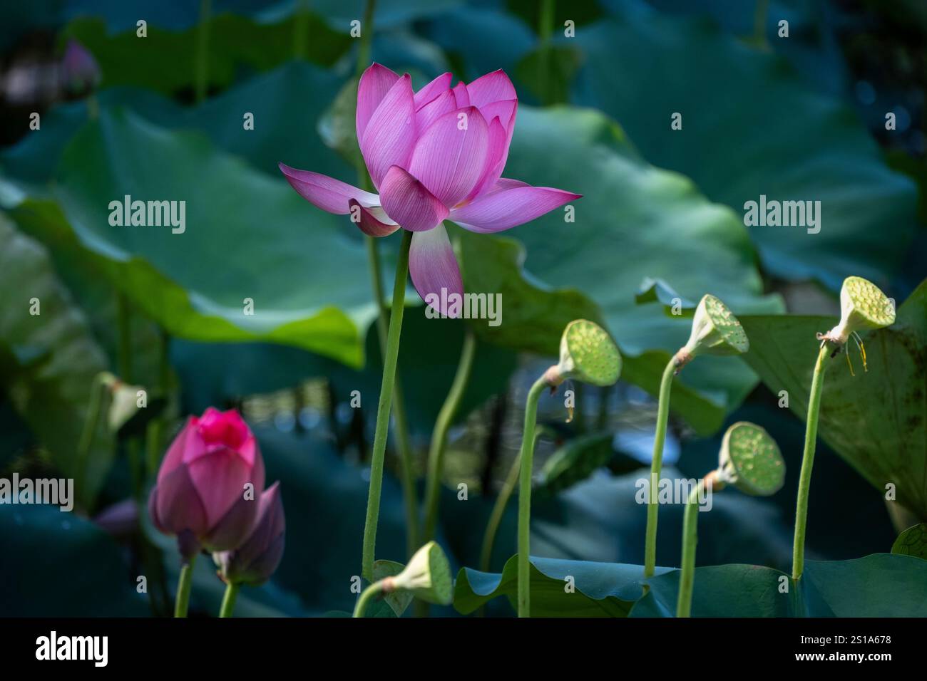 Panorama des Tra Ly Lotusfeldes in der Provinz Quang Nam, Vietnam in der Erntezeit Stockfoto