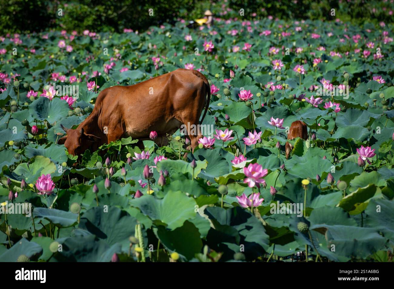 Panorama des Tra Ly Lotusfeldes in der Provinz Quang Nam, Vietnam in der Erntezeit Stockfoto