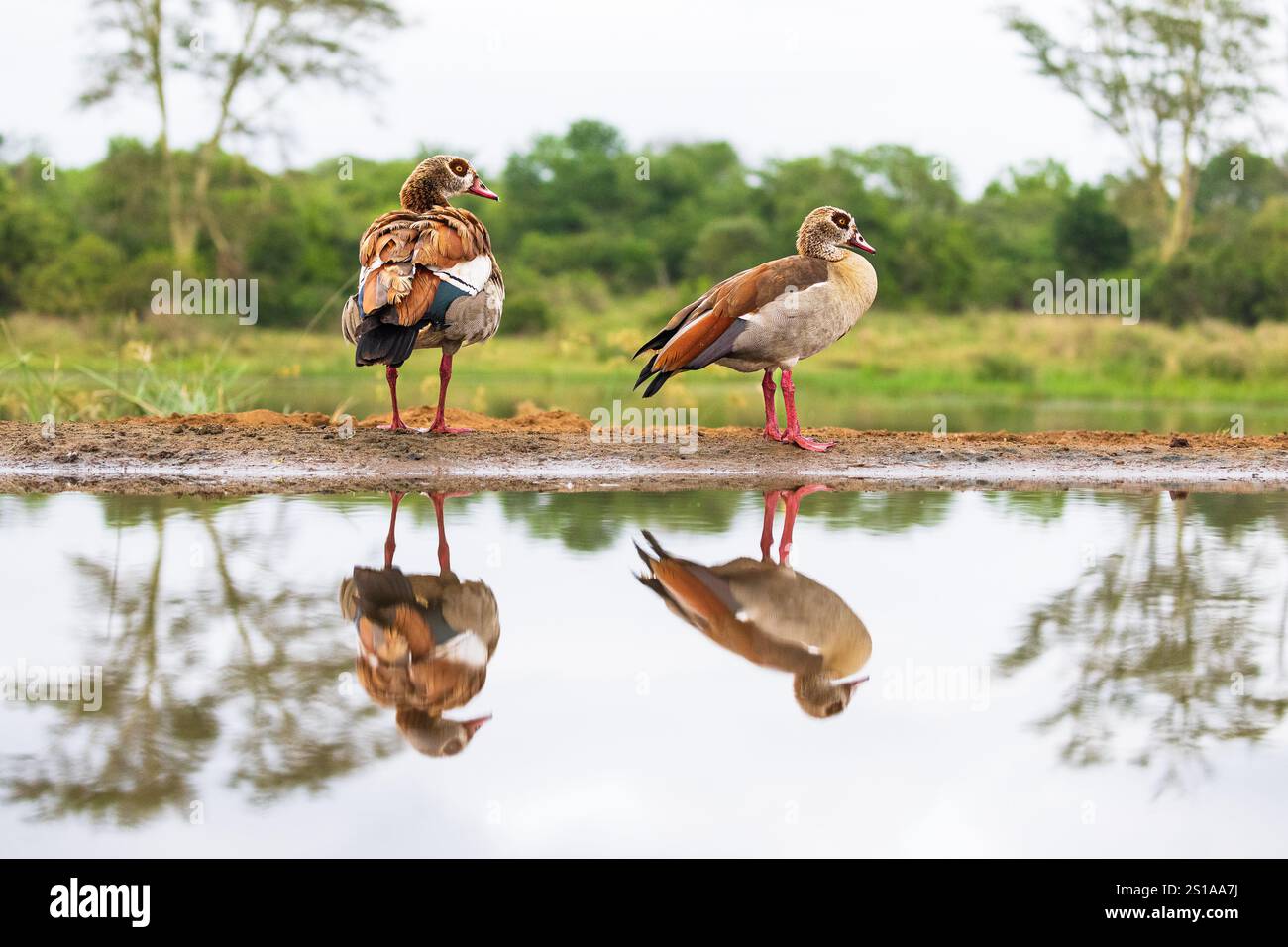 Ägyptische Gans (Alopochen aegyptiaca), Zimanga, Südafrika Stockfoto
