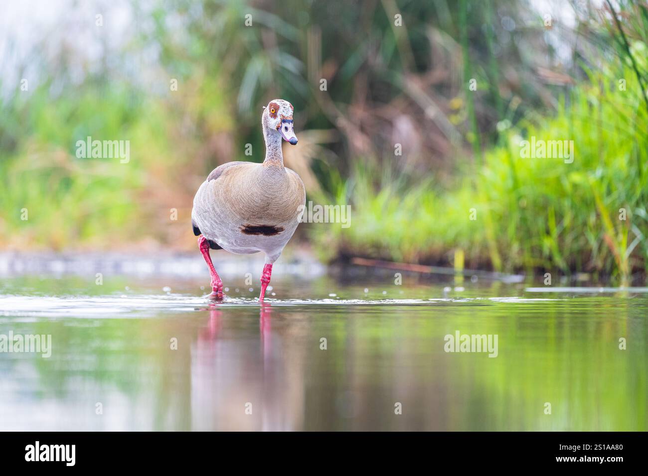 Ägyptische Gans (Alopochen aegyptiaca), Zimanga, Südafrika Stockfoto