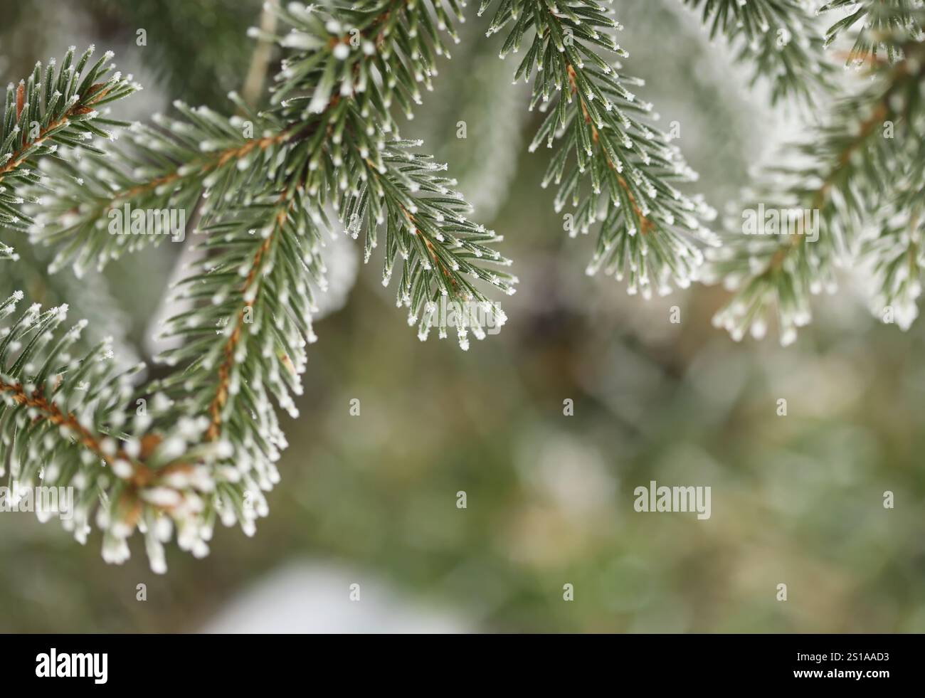 Grüne Kiefernzweige im Winter Stockfoto