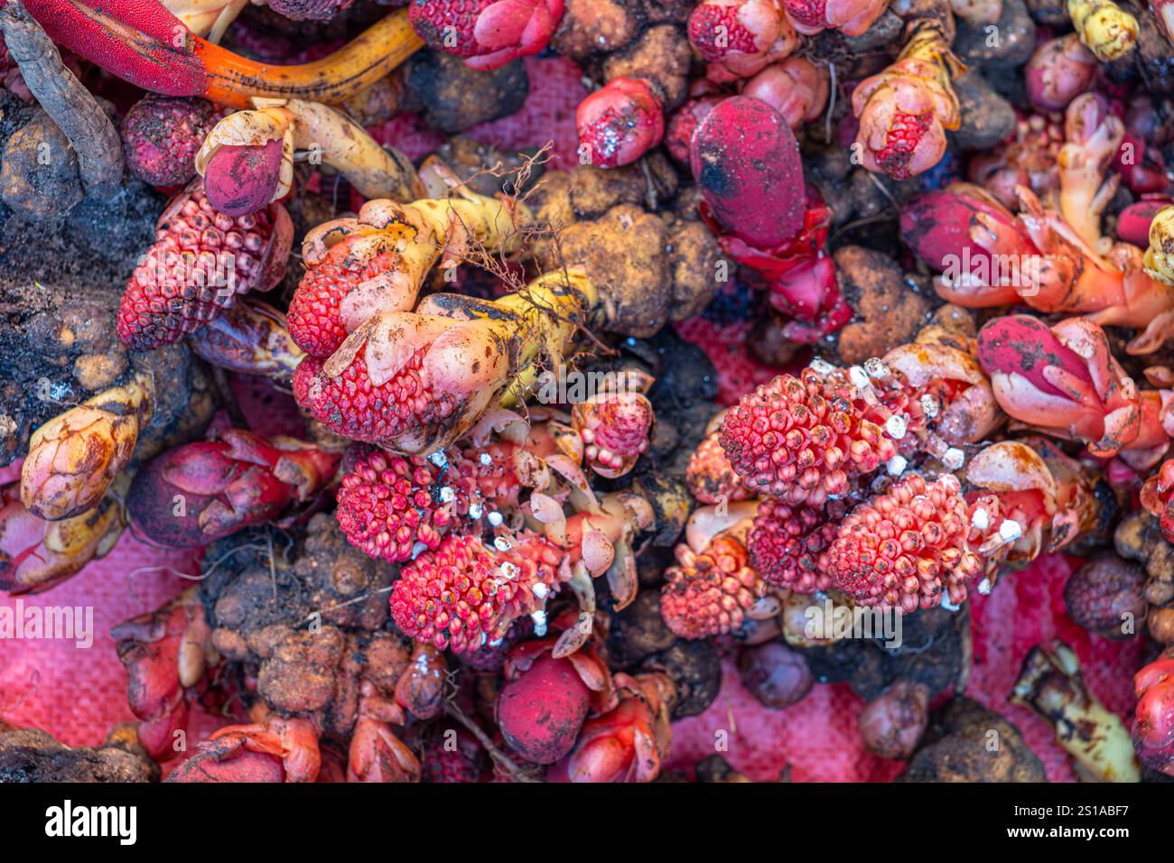 Vietnam, Provinz Lao Cai, Bac Ha, der Wochenmarkt der ethnischen Gruppe der Hmong-Blumen, Produkte der traditionellen Medizin Stockfoto
