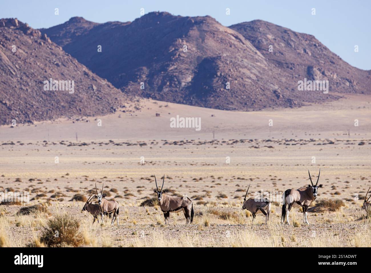 Namibia, Bezirk Karas, aus, oryx (oryx gazella) Stockfoto