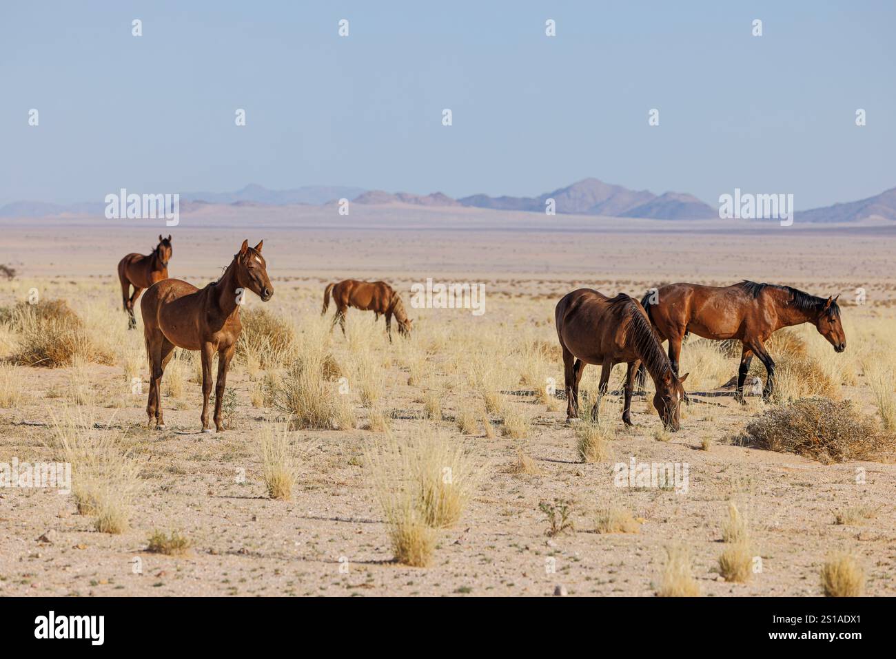 Namibia, Bezirk Karas, aus, Namib Wildpferde Stockfoto