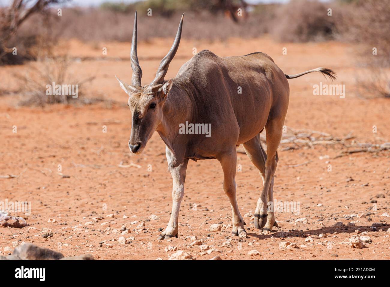 Namibia, Bezirk Hardap, Mariental, gemeinsames Land oder Südland (Taurotragus oryx) Stockfoto