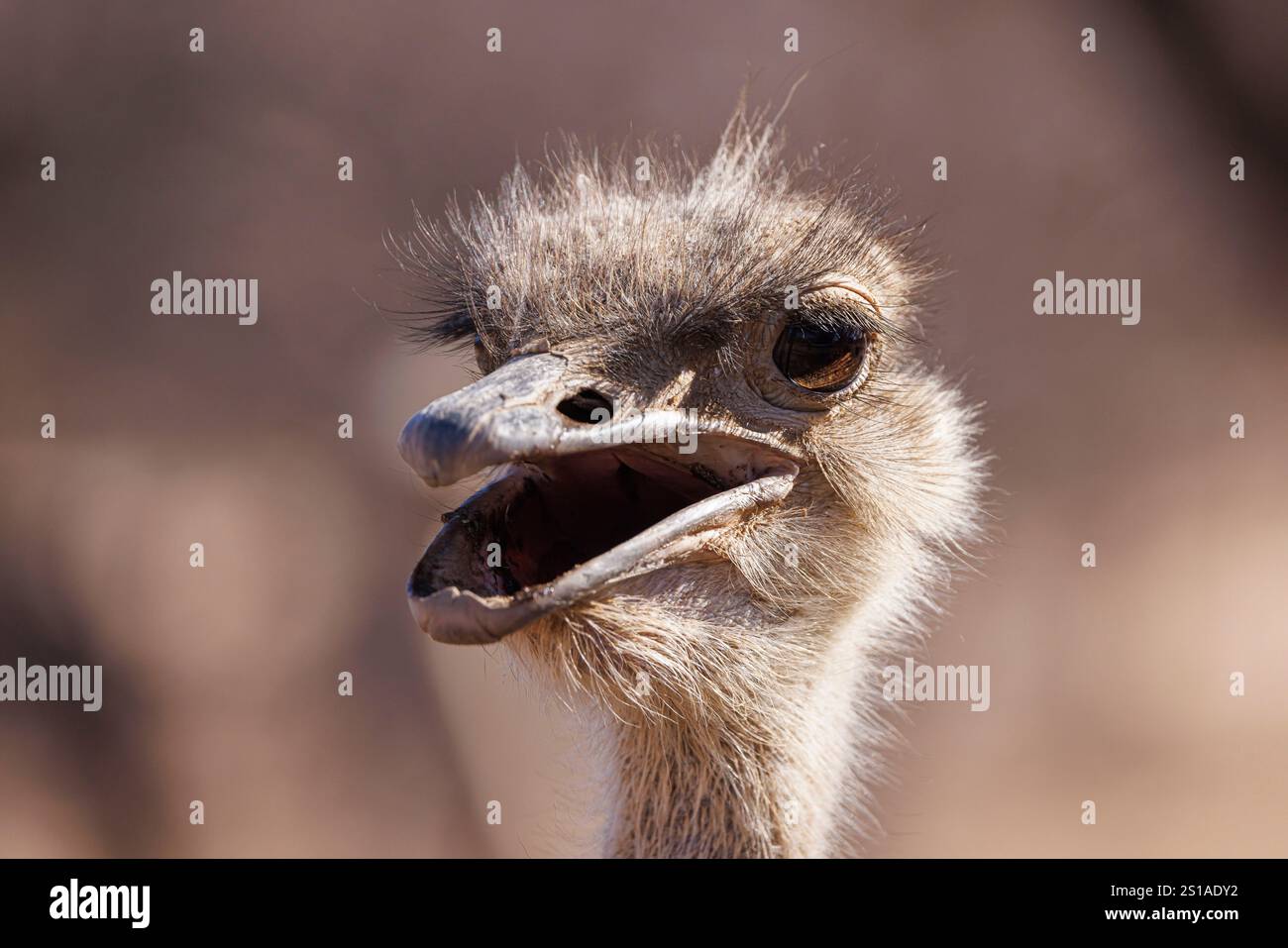 Namibia, Bezirk Otjozondjupa, Okahandja, Straußenkopf (Struthio camelus) Stockfoto