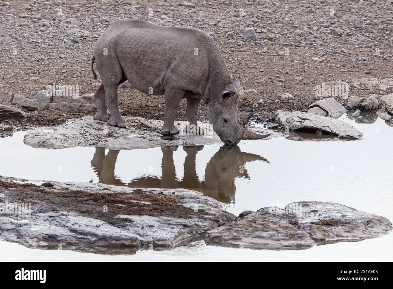 Namibia, Bezirk Oshikoto, Etosha Nationalpark, Schwarzes Nashorn (Diceros bicornis) Stockfoto