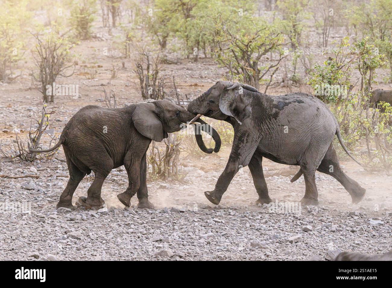 Namibia, Bezirk Oshikoto, Nationalpark Etosha, afrikanischer Elefant (Loxodonta) Stockfoto