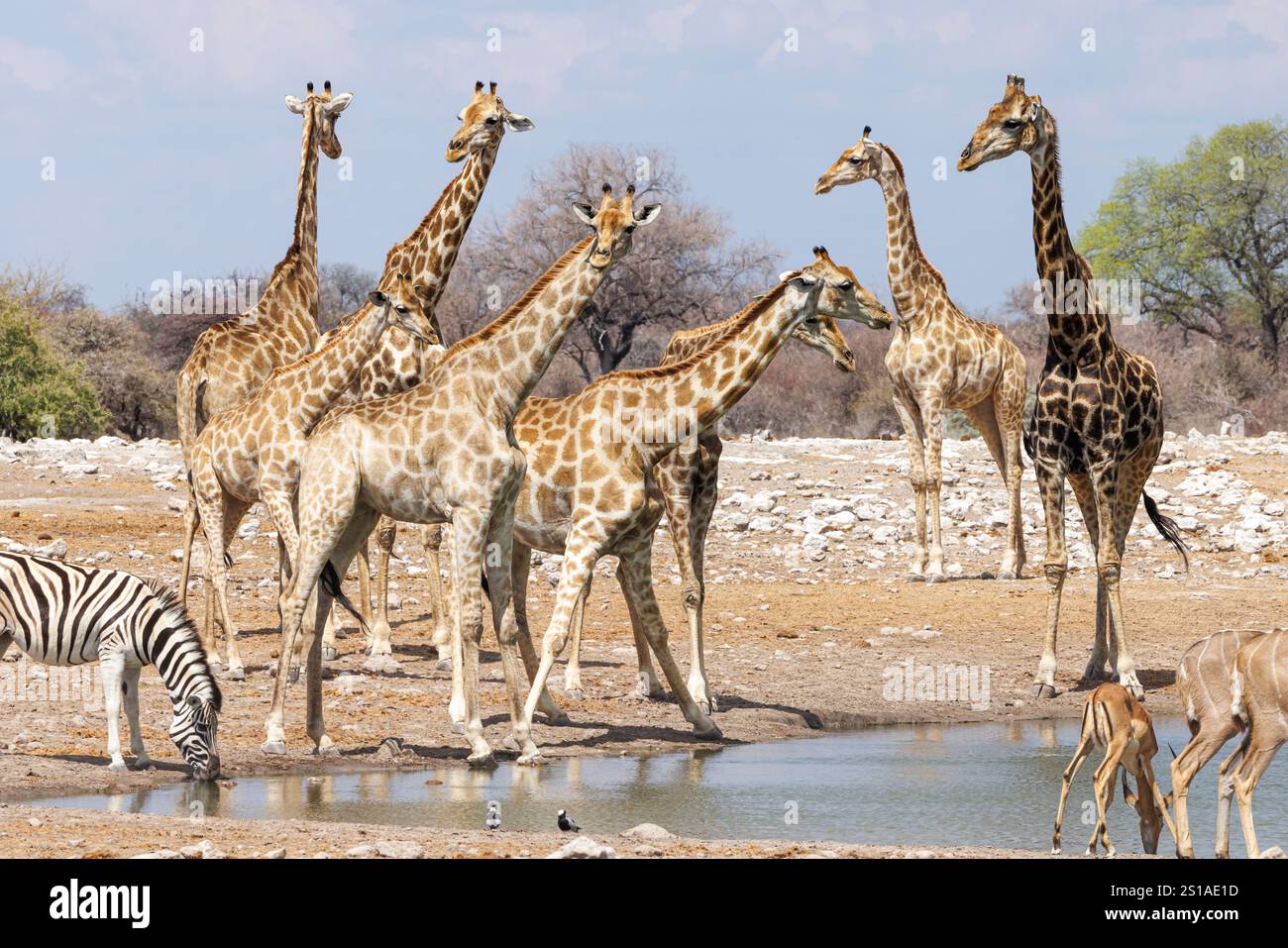 Namibia, Bezirk Oshikoto, Etosha Nationalpark, Südgiraffe (Giraffa giraffa) Stockfoto