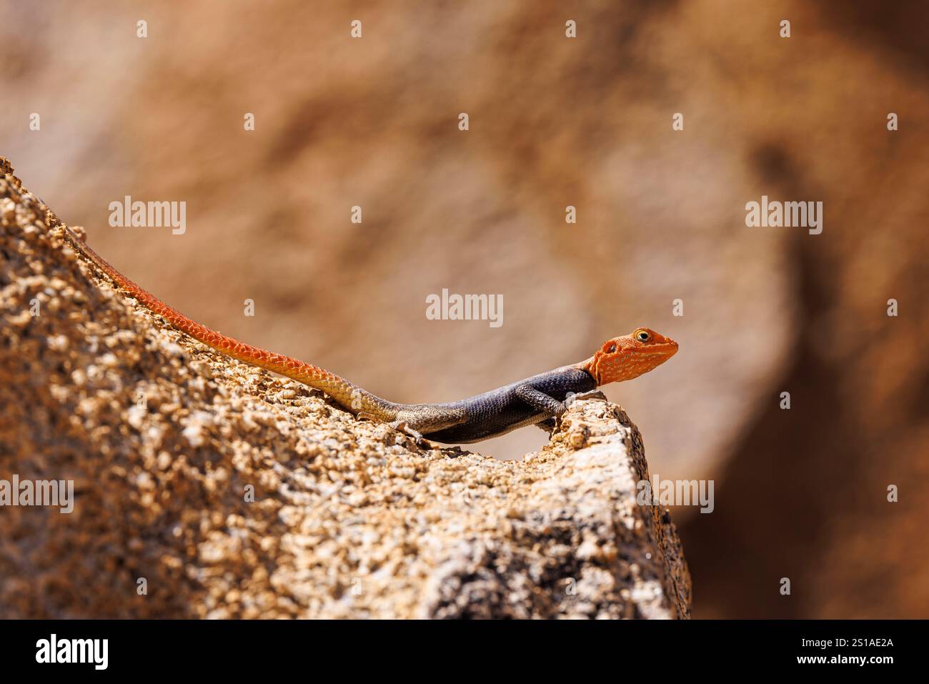 Namibia, Erongo District, Omaruru, Namib Rock Agama (Agama planiceps) männlich Stockfoto