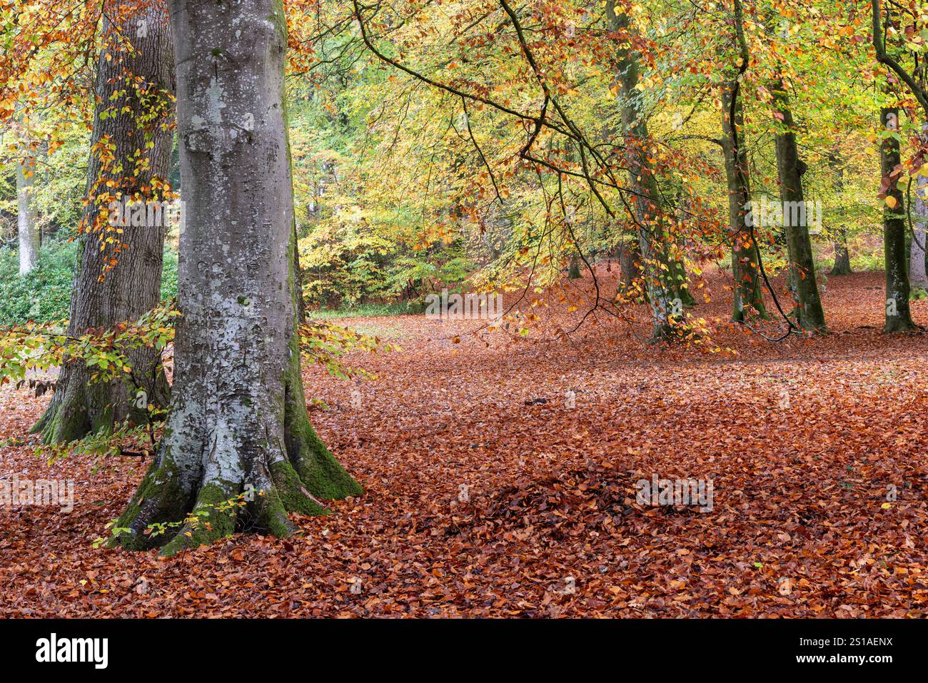 Farbenfrohe Herbstbuchen und Boden bedeckt mit gefallenen goldenen Buchenblättern im Shearwater Forest auf dem Longleat Estate, Wiltshire, England, Großbritannien Stockfoto