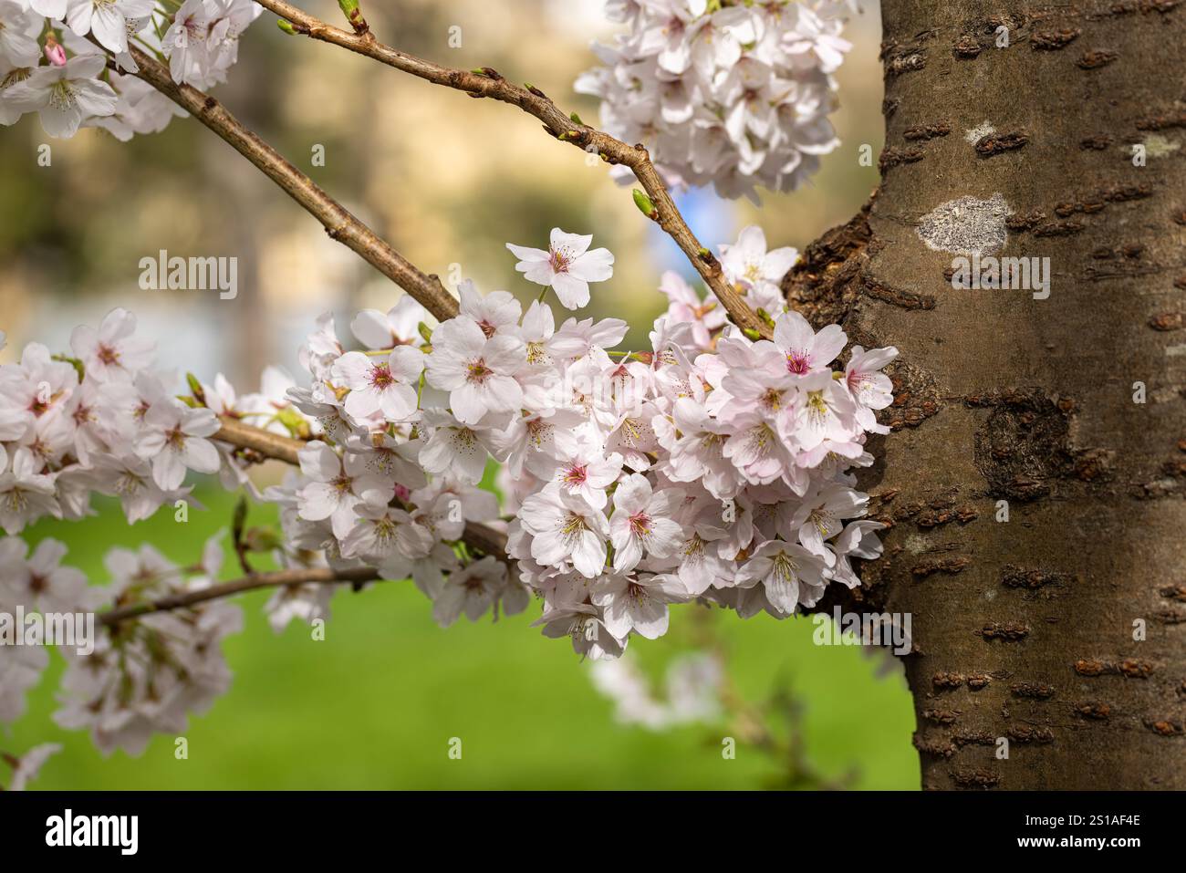 Nahaufnahme der schönen Frühlingskirschblüte, die auf Baumstamm blüht, England, Großbritannien Stockfoto