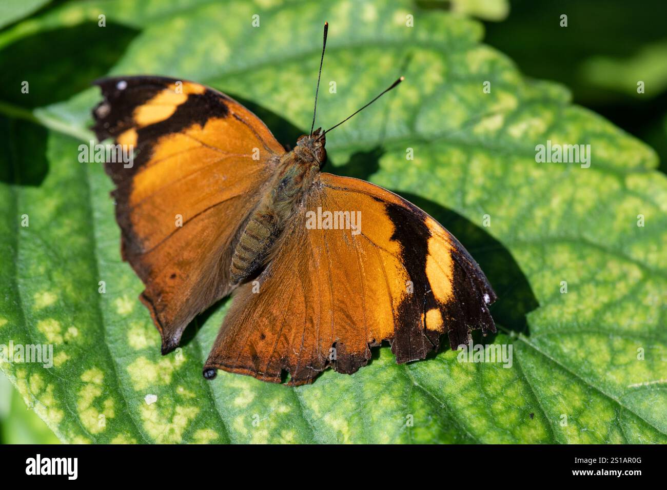 Doleschallia bisaltid, Herbstblatt, Schmetterling, Nymphalid, heimisch im Süden, und Südosten, Asien, Stockfoto