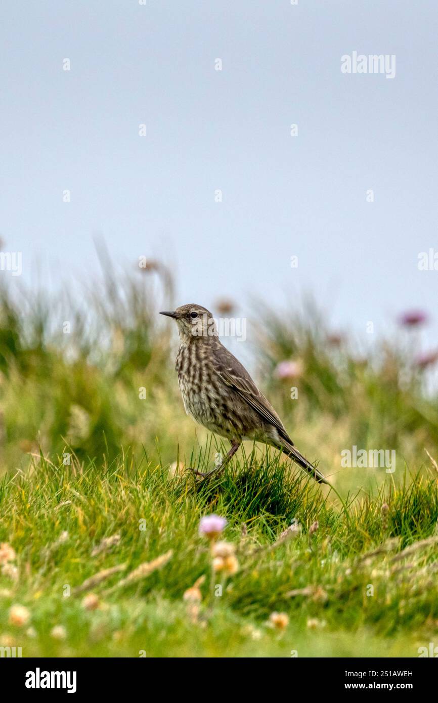 Ein Song-Thrush, Turdus philomelos, singt auf Klippen bei Yesnaby auf Orkney. Stockfoto