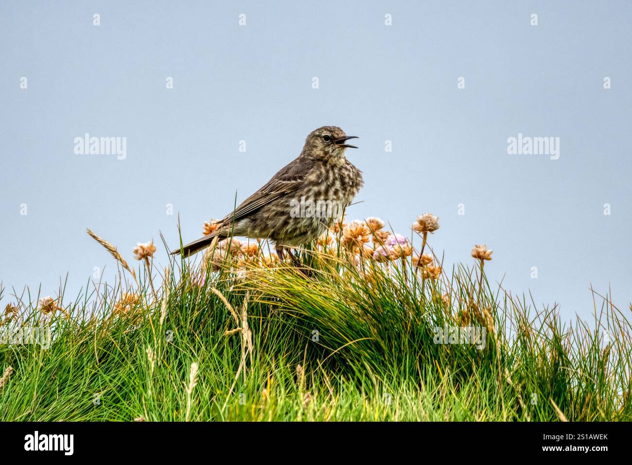 Ein Song-Thrush, Turdus philomelos, singt auf Klippen bei Yesnaby auf Orkney. Stockfoto