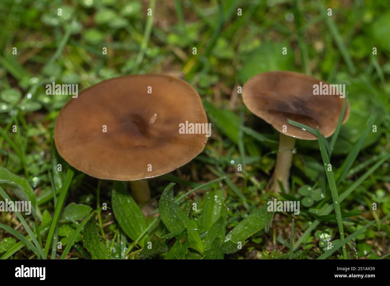 duo aus braunen Pilzen, die jeweils mit funkelnden Tautropfen verziert sind, inmitten von üppigem grünem Gras. Der Kontrast zwischen den erdfarbenen Kappen und dem lebendigen Gras Stockfoto