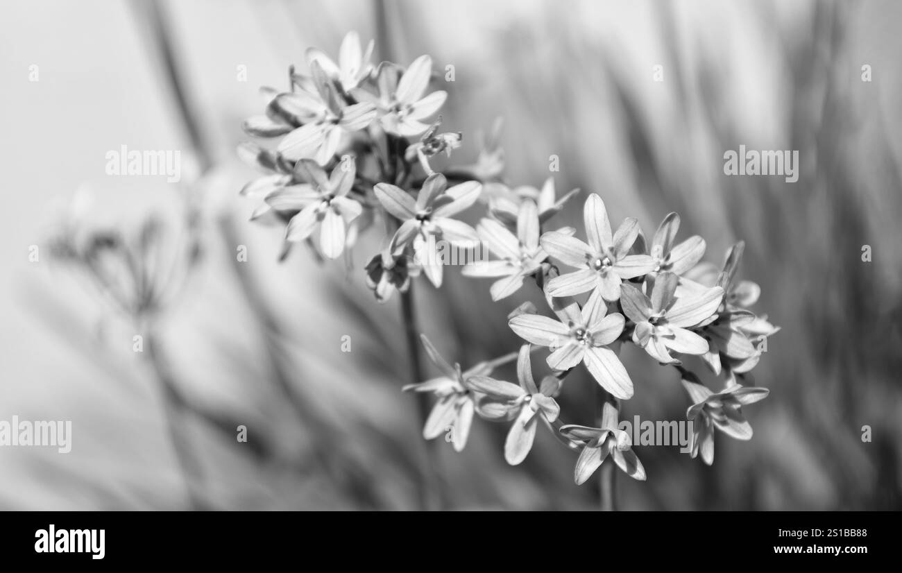 Zwiebelblüte Pflanze mit violetter Blüte, selektiver Fokus. Stockfoto