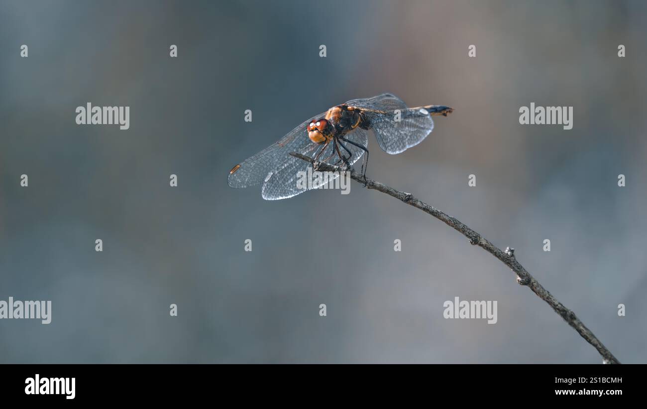 Seitenansicht eines Meadowhawk oder Darters (Sympetrum) auf einem Zweig, Minimalismus, Kopierraum, Negativraum, 16:9 Stockfoto