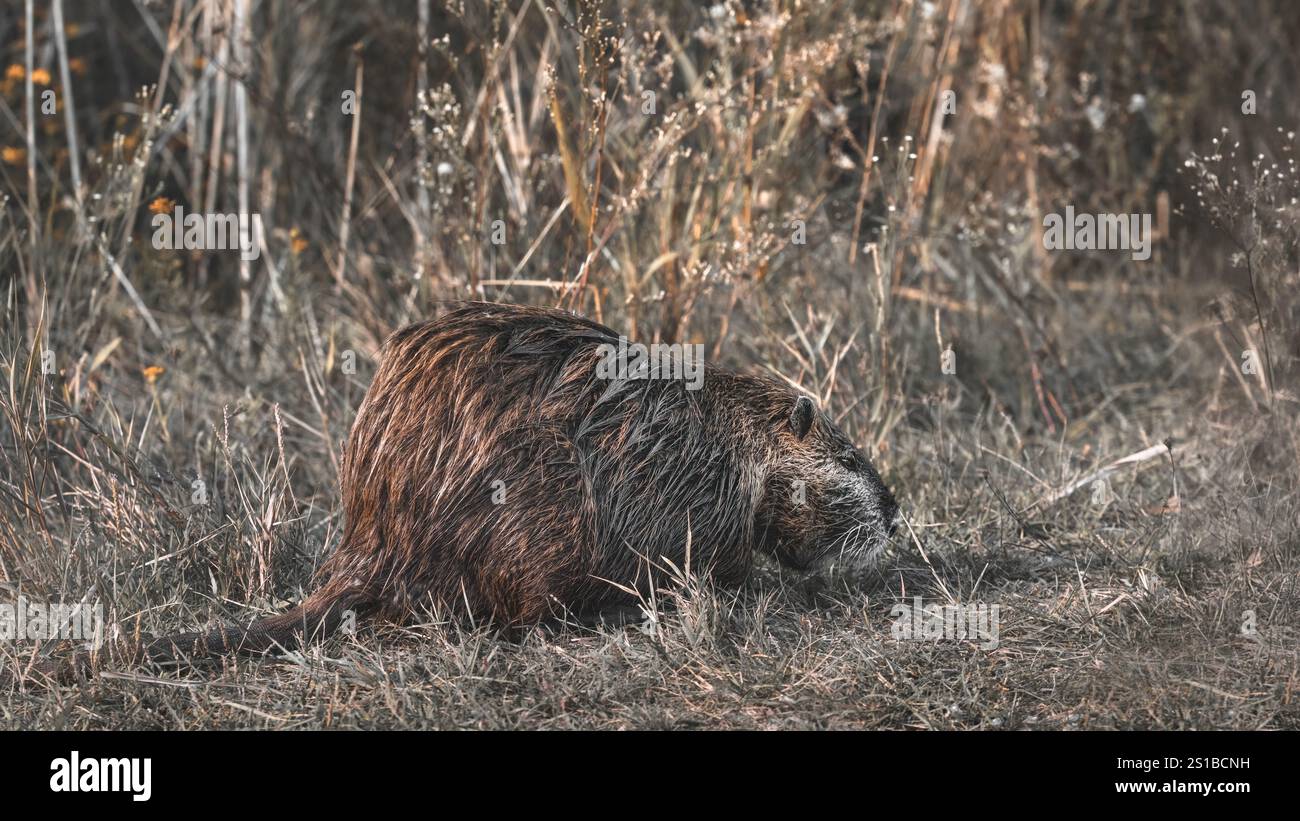 Seitenansicht einer Nutria (Myocastor coypus) in gebleichtem Gras, niedriger Winkel, reduzierte Farben, 16:9 Stockfoto