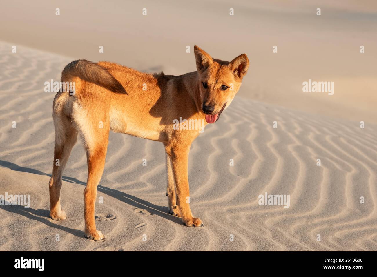 Hund auf der Düne in der Wüste während Sonnenuntergang. Ein junger Mischling läuft fröhlich in der heißen Wüste. Brauner Hund mit spitzen Ohren, der auf einem Sand steht Stockfoto