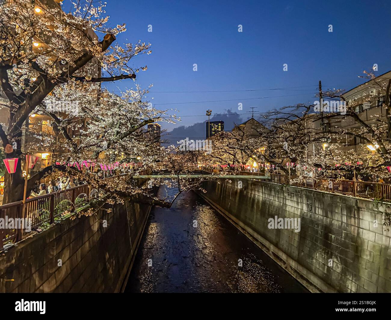 Sakura-Bäume entlang des Meguro-Flusses, Meguro, Tokio, Japan Stockfoto