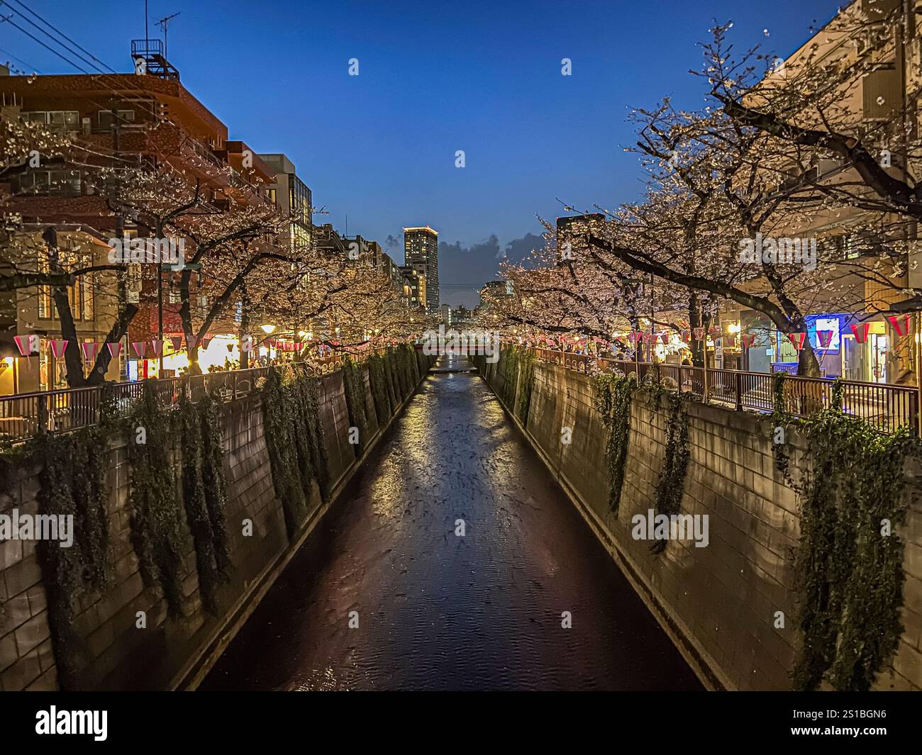 Sakura-Bäume entlang des Meguro-Flusses, Meguro, Tokio, Japan Stockfoto