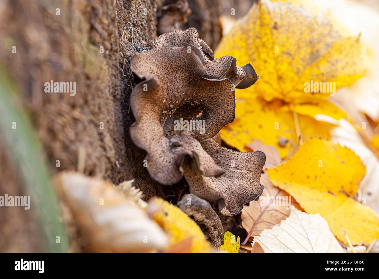 Eine Kaskade von kleinen braunen giftigen Pilzen auf Moos und Streu mitten im Nadelwald Stockfoto