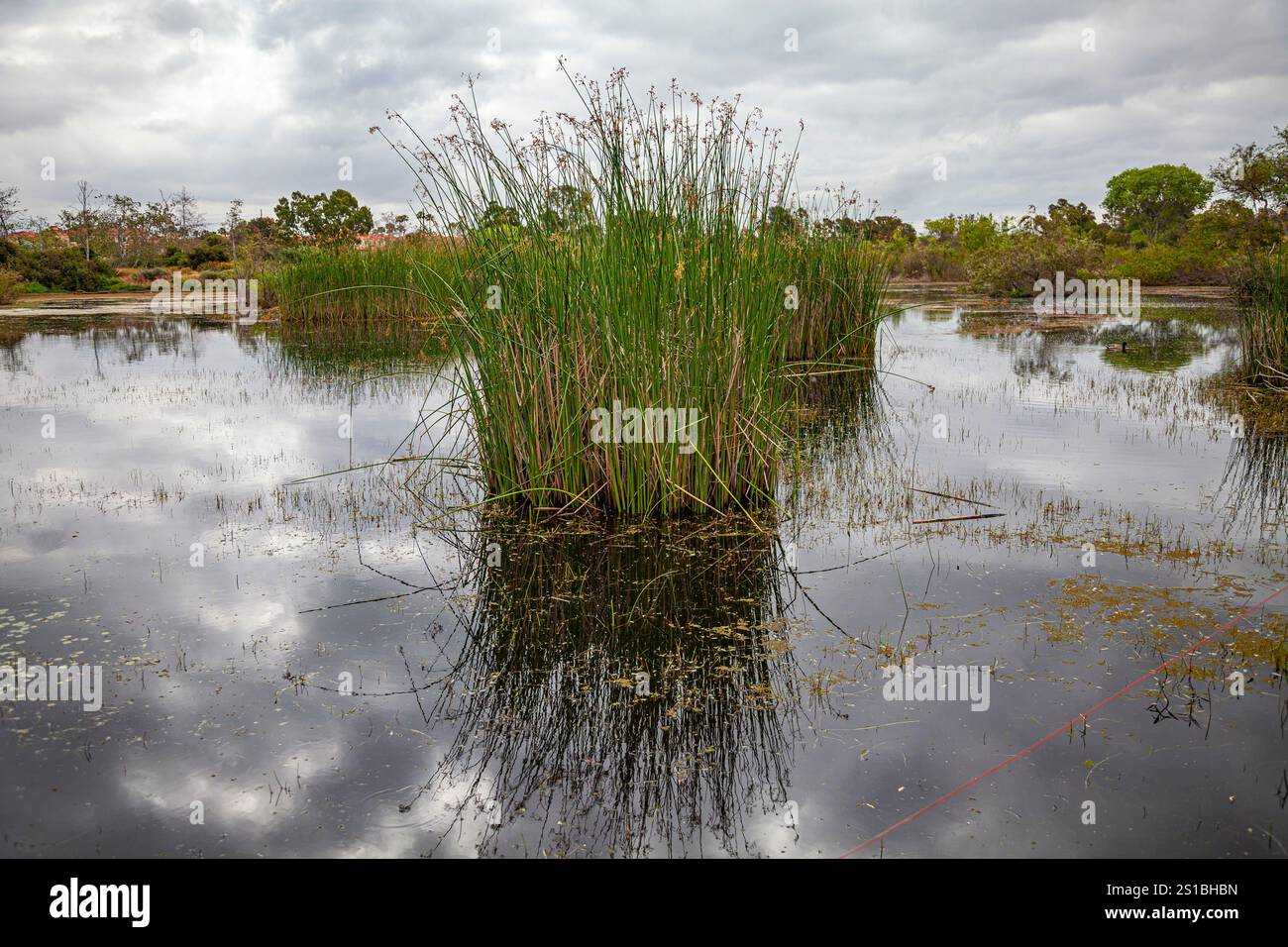 Madrona Marsh Wetlands ist ein Frühlings-Süßwasser-Sumpfgebiet und ist etwa 43 Hektar groß. Torrance, Kalifornien, USA Stockfoto