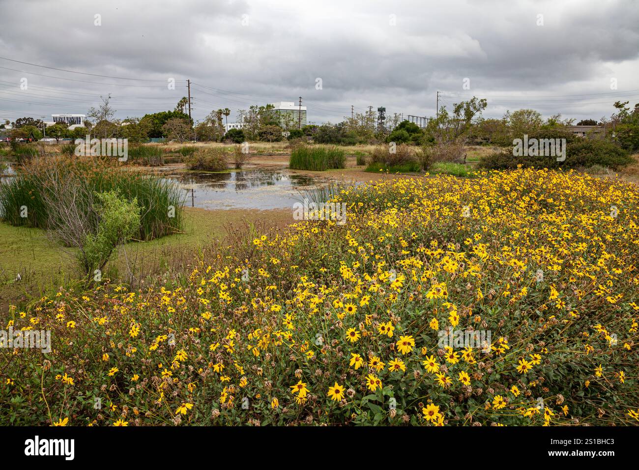 Madrona Marsh Wetlands ist ein Frühlings-Süßwasser-Sumpfgebiet und ist etwa 43 Hektar groß. Torrance, Kalifornien, USA Stockfoto