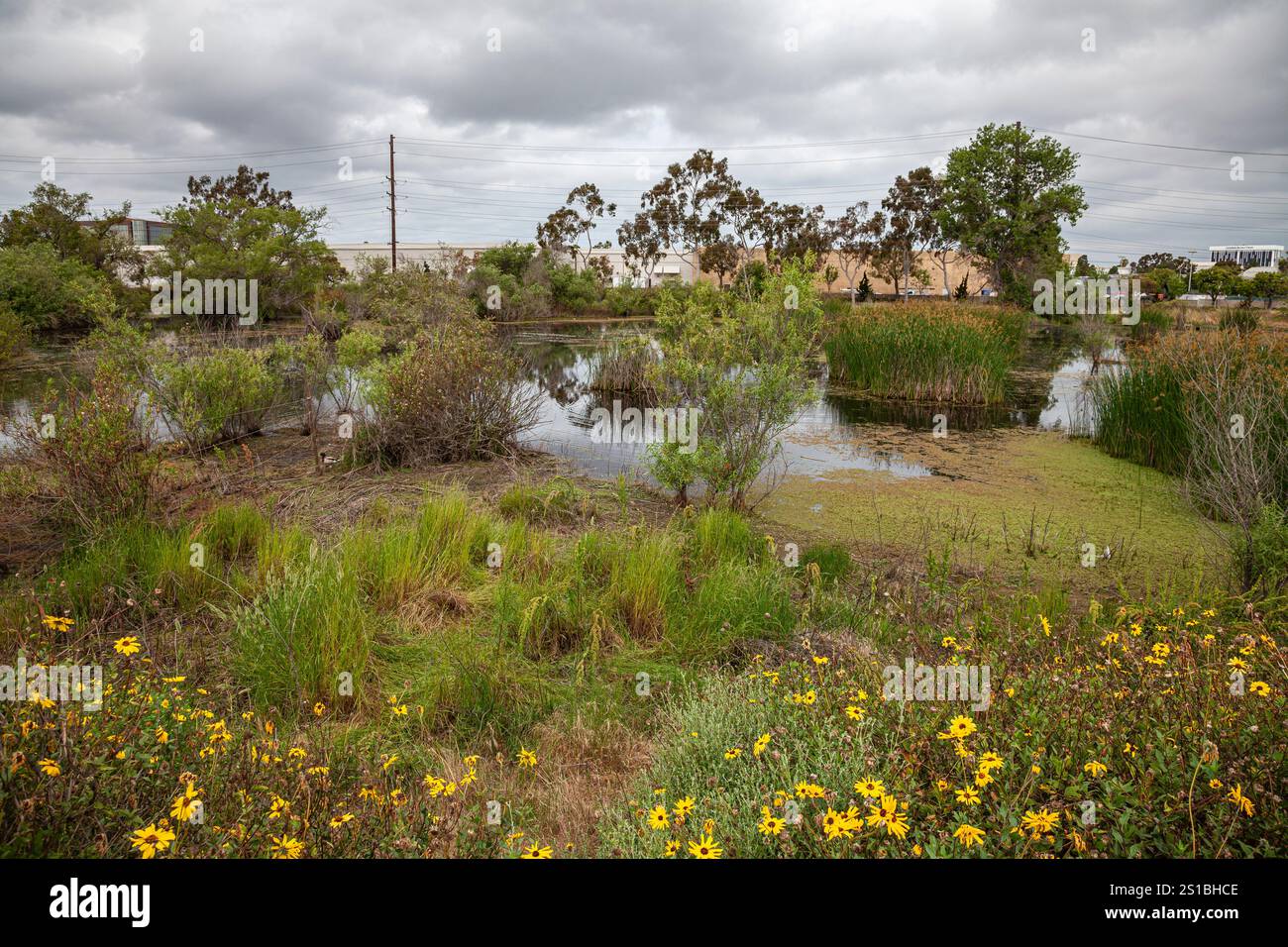 Madrona Marsh Wetlands ist ein Frühlings-Süßwasser-Sumpfgebiet und ist etwa 43 Hektar groß. Torrance, Kalifornien, USA Stockfoto