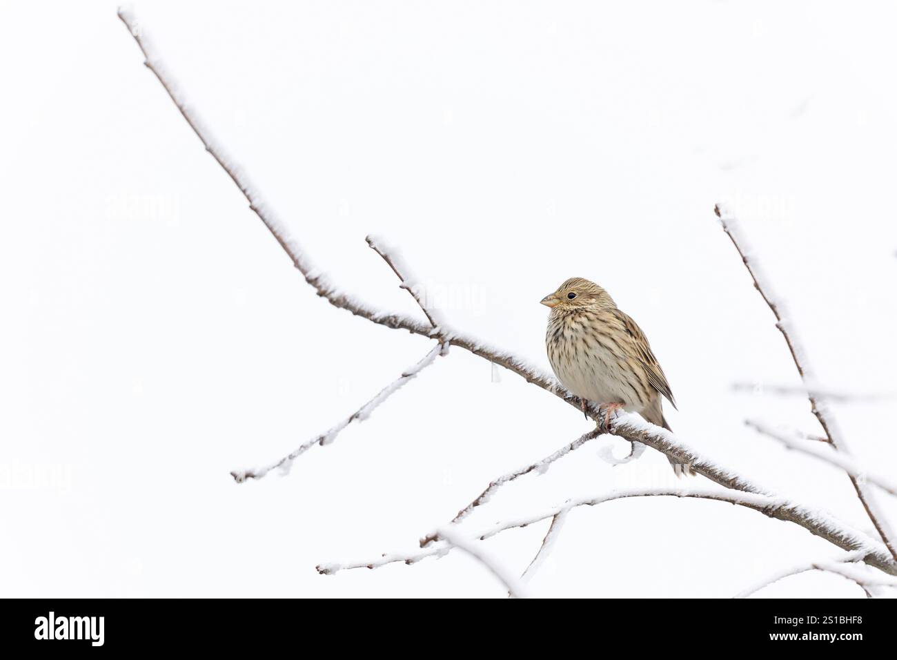 Ein ausgewachsener Maisbär (Emberiza calandra), der auf einem verschneiten Zweig thront. Stockfoto