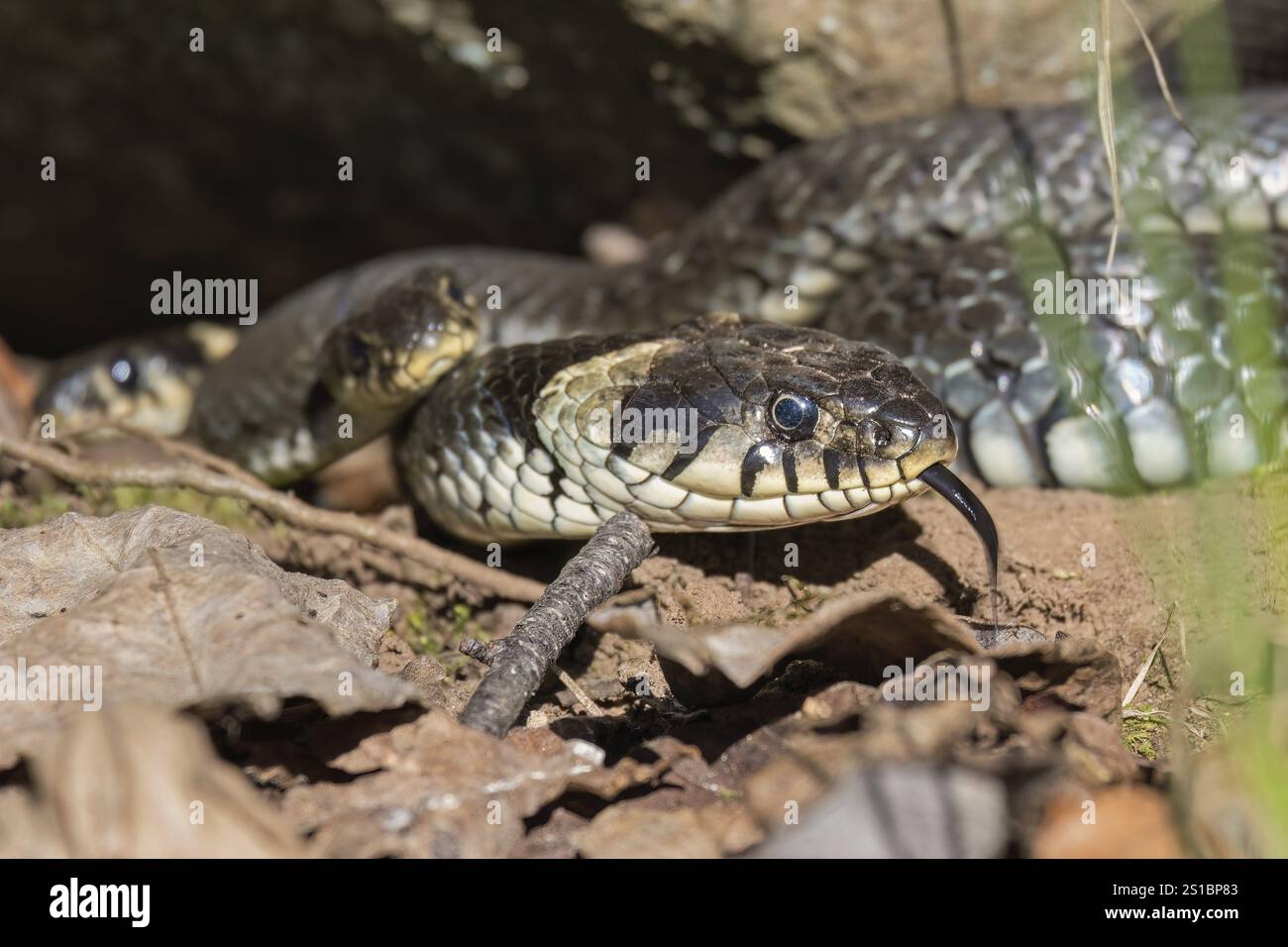 Grasschlange (Natrix natrix) wärmt sich in der Frühlingssonne mit der Zunge heraus Stockfoto