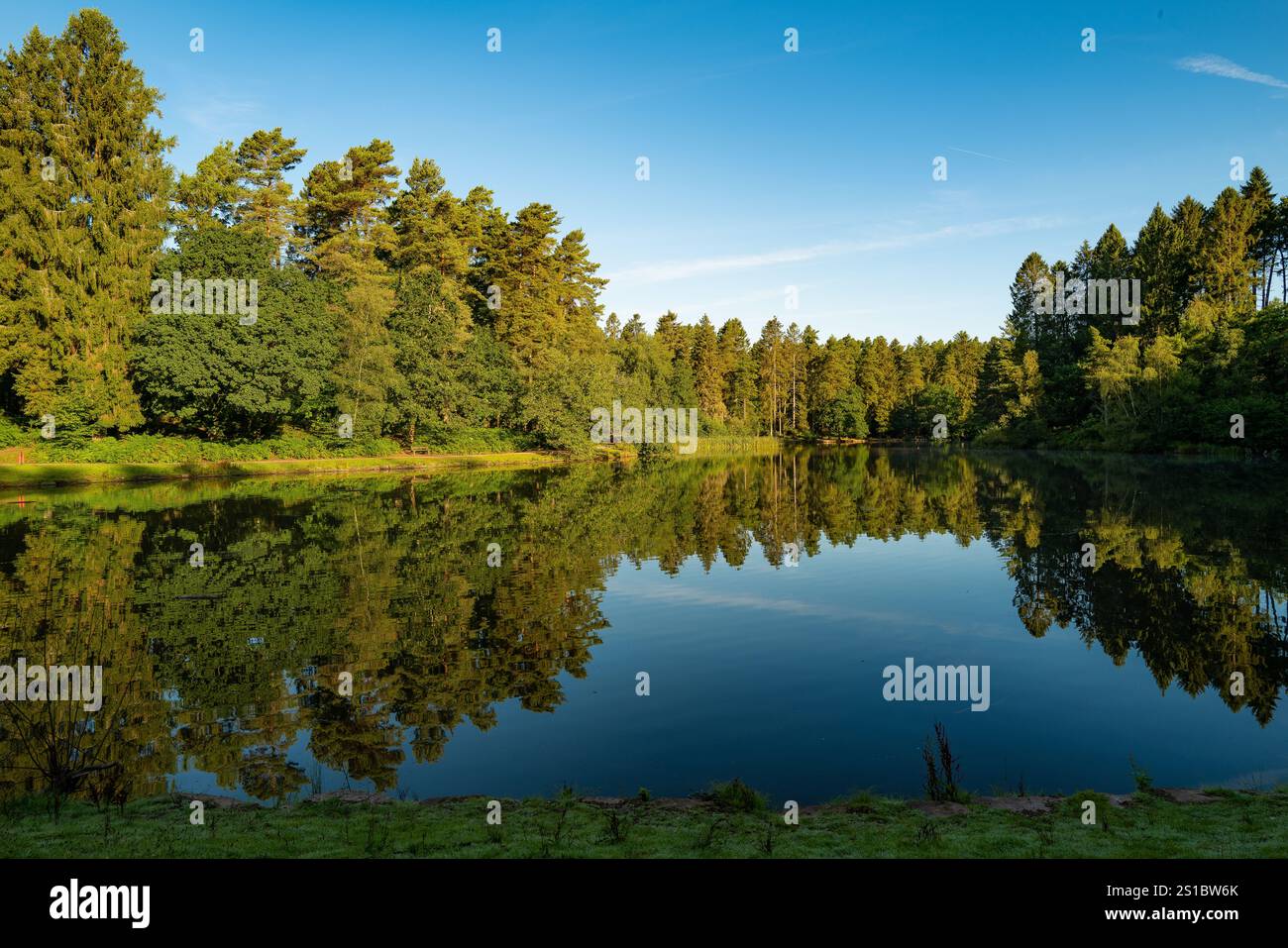 Stockenten-Hecht-See im Wald von Dean UK Stockfoto