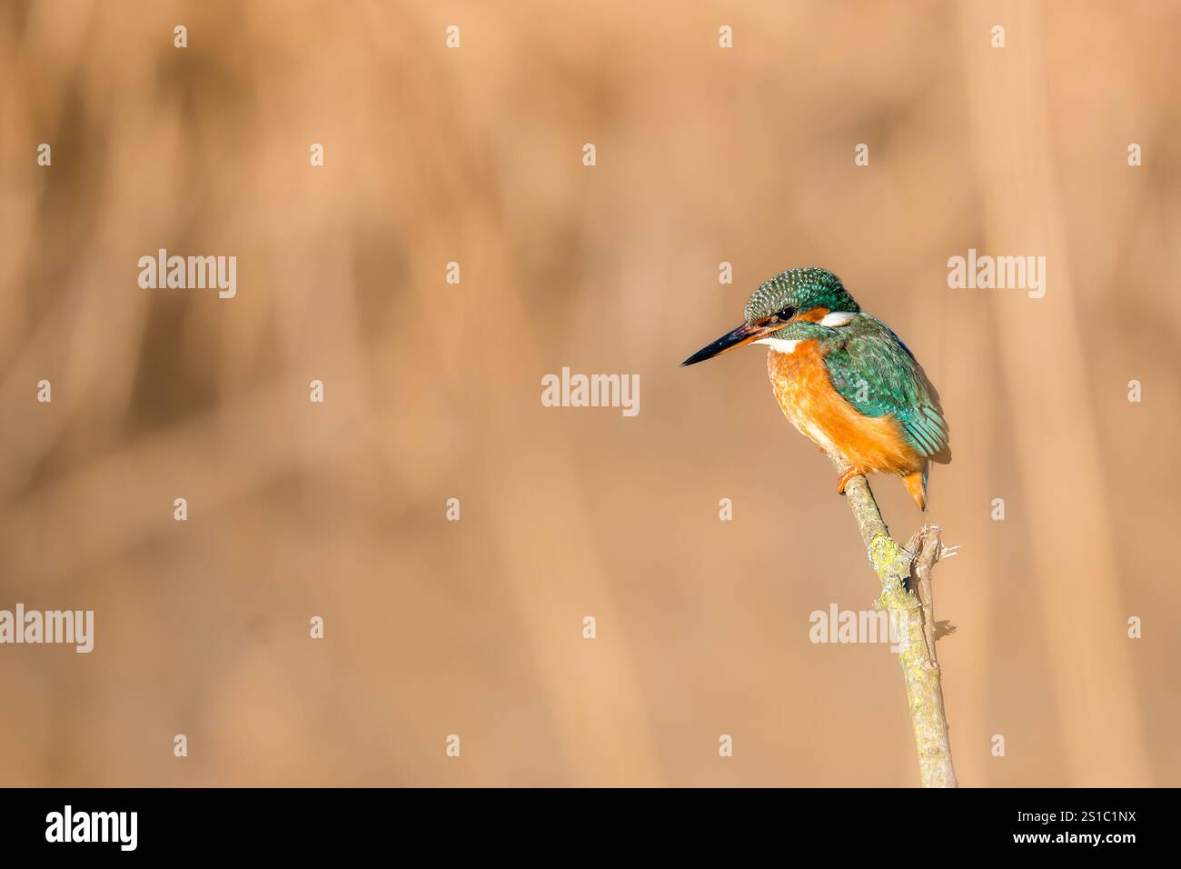 Common Kingfisher, Alcedo atthis, vor Schilf auf einem See bei RSPB St Aidans, West Yorkshire, Großbritannien Stockfoto