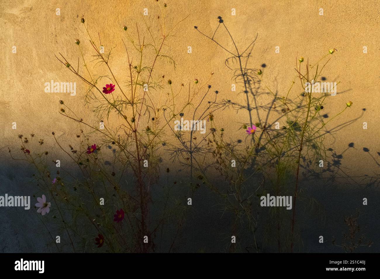 Städtische Blumen und Schatten Stockfoto