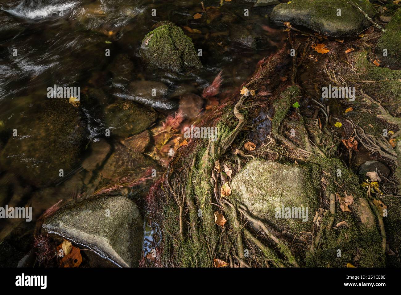 Im frühen Herbst schlängelt das Wasser die Mossy Rocks entlang des Cataloochee Creek Stockfoto