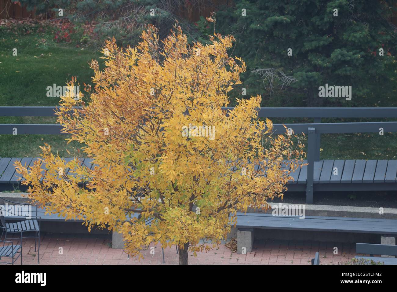 Ein einzelner Baum ist in Herbstorange und Gold überschwemmt Stockfoto